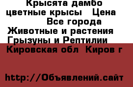 Крысята дамбо цветные крысы › Цена ­ 250 - Все города Животные и растения » Грызуны и Рептилии   . Кировская обл.,Киров г.